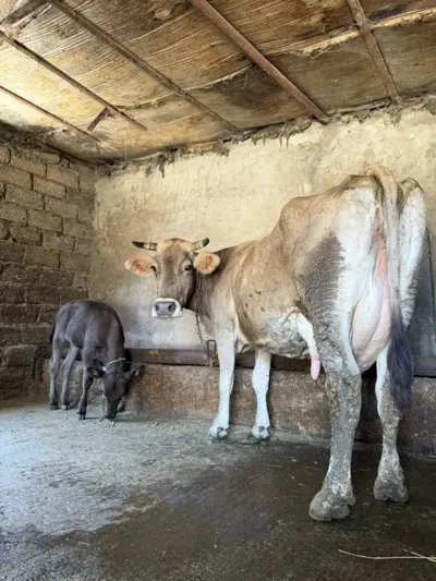 Balalı inək — Heyvanlar, Quşlar, Balıqlar, Bakı