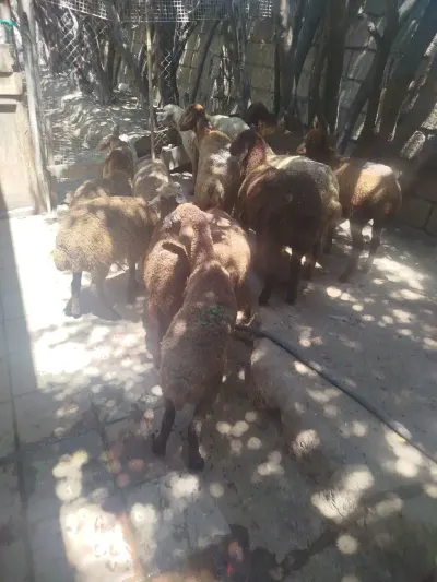 Qoyunlar — Heyvanlar, Quşlar, Balıqlar, Bakı