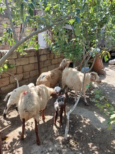 Balalı qoyun — Heyvanlar, Quşlar, Balıqlar, Bakı