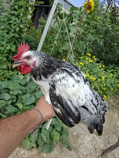 TOYUQLAR — Heyvanlar, Quşlar, Balıqlar, Gəncə