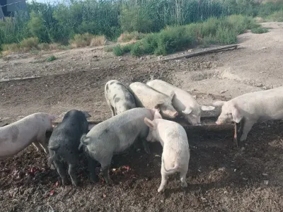 Donuz əti — Heyvanlar, Quşlar, Balıqlar, Sumqayıt