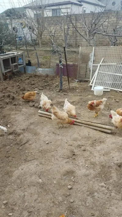 Mayalı yumurta — Heyvanlar, Quşlar, Balıqlar, Bakı — şəkil 2