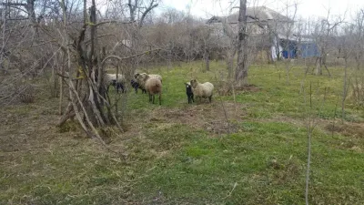 Qoç — Heyvanlar, Quşlar, Balıqlar, Xaçmaz