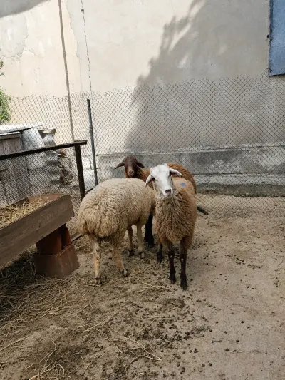 Quzular — Heyvanlar, Quşlar, Balıqlar, Bakı — şəkil 2