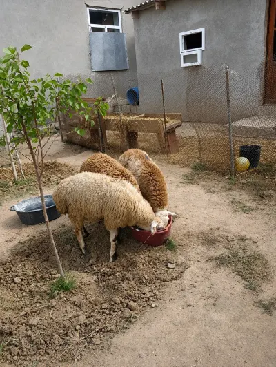 Quzular — Heyvanlar, Quşlar, Balıqlar, Bakı