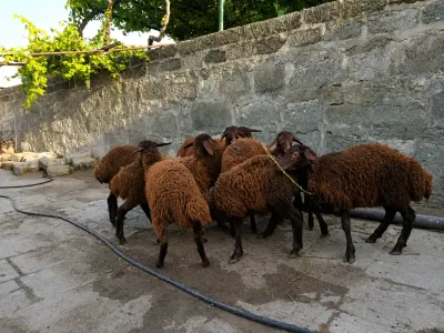 Quzular — Heyvanlar, Quşlar, Balıqlar, Bakı