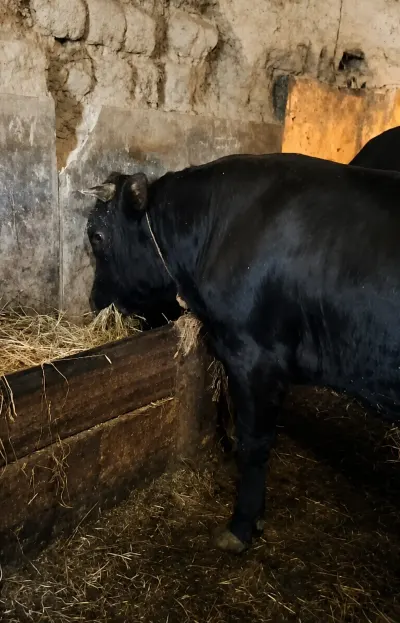 Cöngə — Heyvanlar, Quşlar, Balıqlar, Xaçmaz