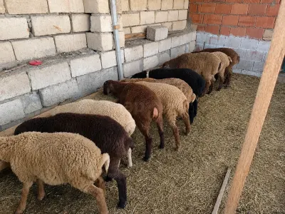 Qoyunlar — Heyvanlar, Quşlar, Balıqlar, Bakı