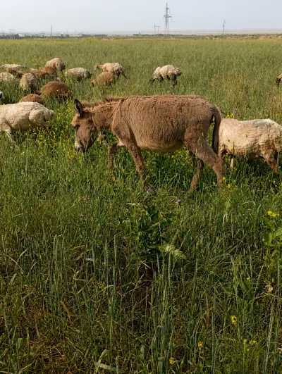 Eşşək — Heyvanlar, Quşlar, Balıqlar, Şabran