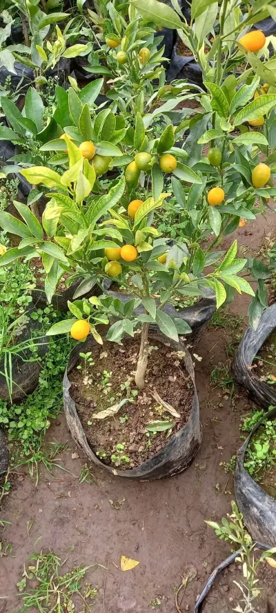 Mandarin tingi — Dənlilər, Otlar Yemlər,  Bitkilər, Bakı — şəkil 2