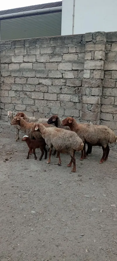 QOYUNLAR — Heyvanlar, Quşlar, Balıqlar, Xaçmaz