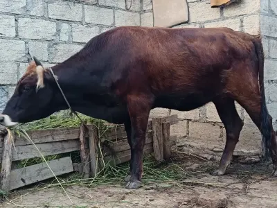Düyə — Heyvanlar, Quşlar, Balıqlar, Quba