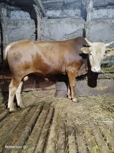 DANA — Heyvanlar, Quşlar, Balıqlar, Lerik