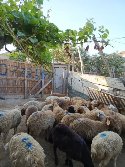Quzular — Heyvanlar, Quşlar, Balıqlar, Bakı