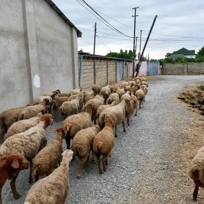 QOYUNLAR — Heyvanlar, Quşlar, Balıqlar, Xaçmaz