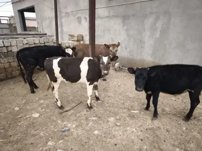 DÜYƏ — Heyvanlar, Quşlar, Balıqlar, Bakı