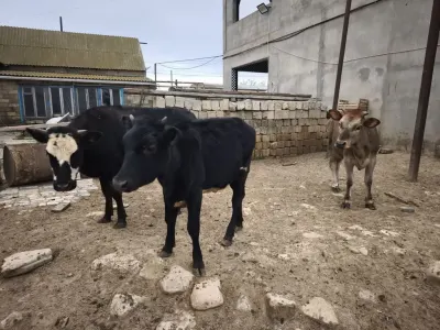 Düyə — Heyvanlar, Quşlar, Balıqlar, Bakı — şəkil 2