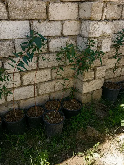 Evkalipt tingi — Dənlilər, Otlar Yemlər,  Bitkilər, Bakı