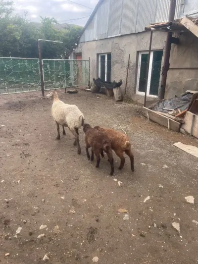 Qoyunlar — Heyvanlar, Quşlar, Balıqlar, Bakı