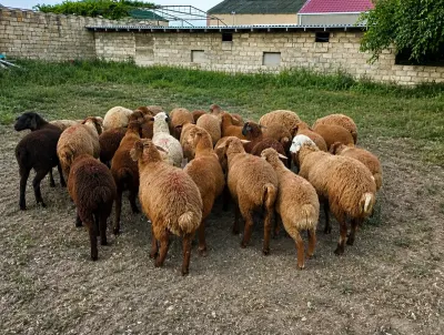 Quzular — Heyvanlar, Quşlar, Balıqlar, Bakı