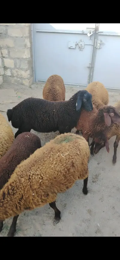 Quzular — Heyvanlar, Quşlar, Balıqlar, Bakı