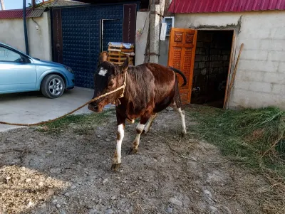 DÜYƏ — Heyvanlar, Quşlar, Balıqlar, Xaçmaz