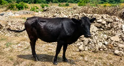 Dana — Heyvanlar, Quşlar, Balıqlar, Quba