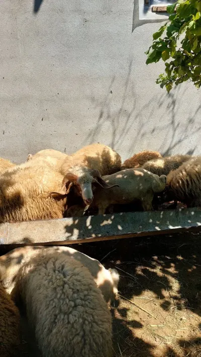 Qoçlar — Heyvanlar, Quşlar, Balıqlar, Quba — şəkil 2