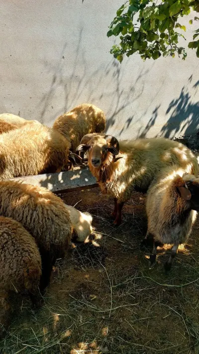 Qoçlar — Heyvanlar, Quşlar, Balıqlar, Quba — şəkil 4