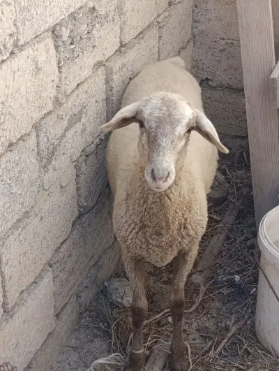 Quzu — Heyvanlar, Quşlar, Balıqlar, Bakı — şəkil 2