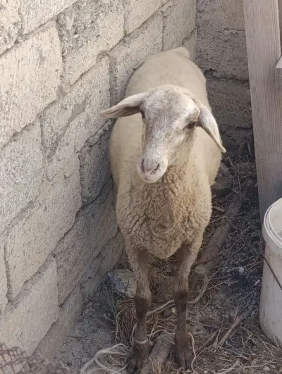 QUZU — Heyvanlar, Quşlar, Balıqlar, Bakı