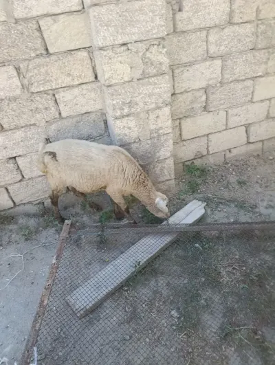 QUZU — Heyvanlar, Quşlar, Balıqlar, Bakı