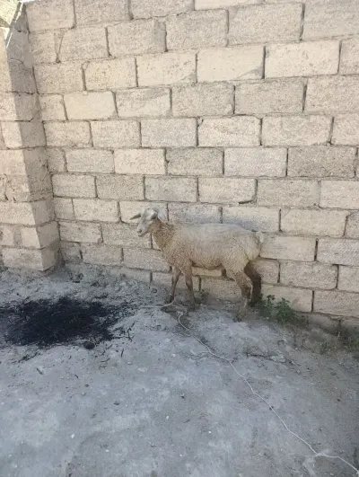 Quzu — Heyvanlar, Quşlar, Balıqlar, Bakı — şəkil 2