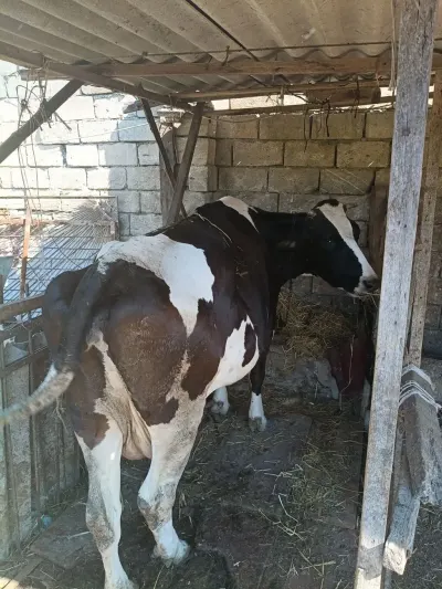 İNƏK — Heyvanlar, Quşlar, Balıqlar, Xırdalan