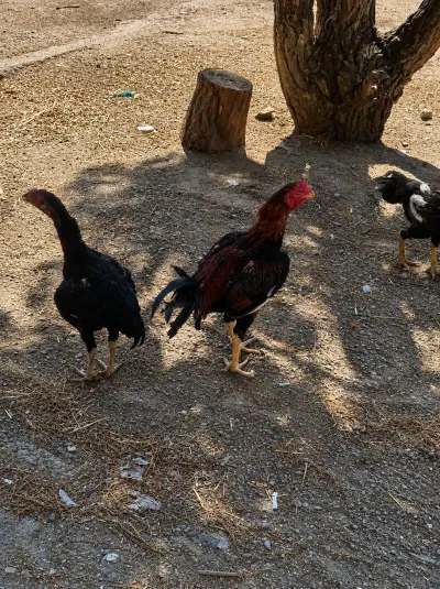Xoruz — Heyvanlar, Quşlar, Balıqlar, Sumqayıt