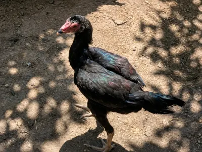 Xoruz — Heyvanlar, Quşlar, Balıqlar, Sumqayıt — şəkil 2