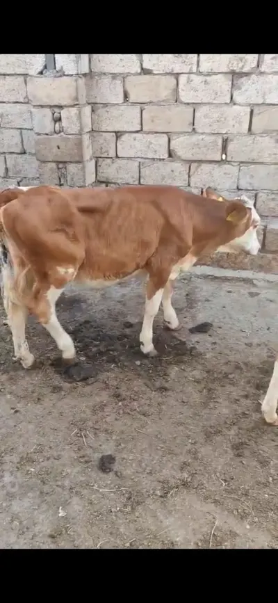 BUZOV — Heyvanlar, Quşlar, Balıqlar, Xaçmaz