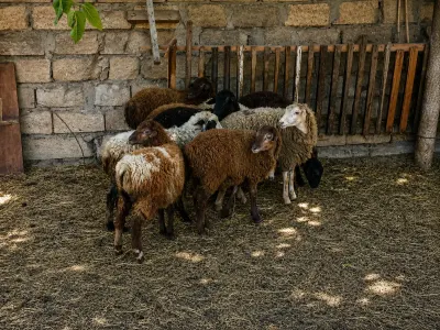 Quzular — Heyvanlar, Quşlar, Balıqlar, Bakı — şəkil 2