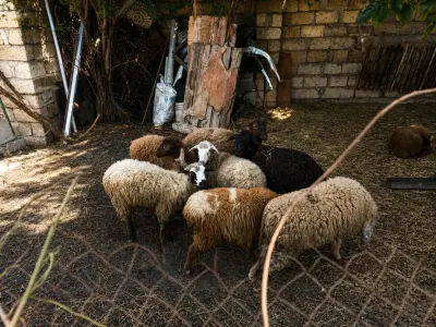Quzular — Heyvanlar, Quşlar, Balıqlar, Bakı