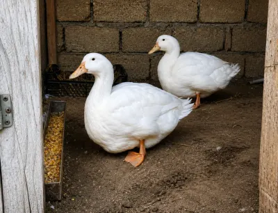 Ördəklər — Heyvanlar, Quşlar, Balıqlar, Bakı