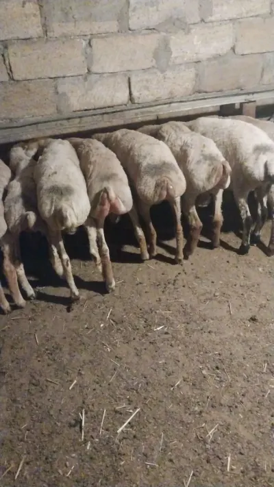 Quzular — Heyvanlar, Quşlar, Balıqlar, Bakı