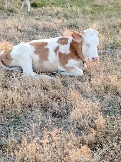 Danalar — Heyvanlar, Quşlar, Balıqlar, Sumqayıt — şəkil 3