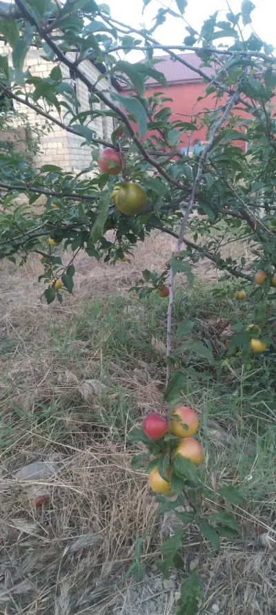 Meyvə tingləri — Dənlilər, Otlar Yemlər,  Bitkilər, Bakı — şəkil 2