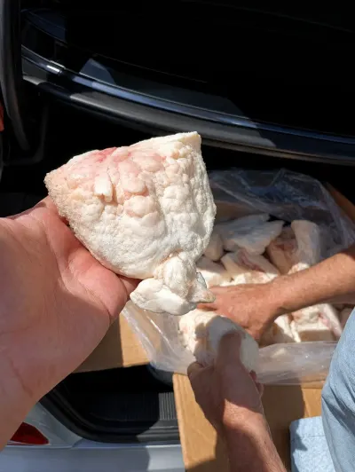 Quyruq — Heyvanlar, Quşlar, Balıqlar, Bakı — şəkil 2