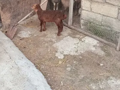 QUZU — Heyvanlar, Quşlar, Balıqlar, Xırdalan