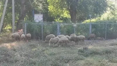 Qoyunlar — Heyvanlar, Quşlar, Balıqlar, İsmayıllı