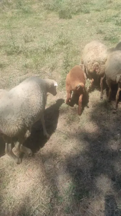 Qoyunlar — Heyvanlar, Quşlar, Balıqlar, İsmayıllı — şəkil 2