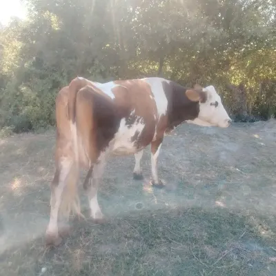 Balalı inək — Heyvanlar, Quşlar, Balıqlar, Göyçay — şəkil 4