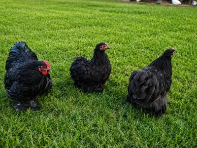 Firəng toyuğu — Heyvanlar, Quşlar, Balıqlar, Sabirabad — şəkil 4