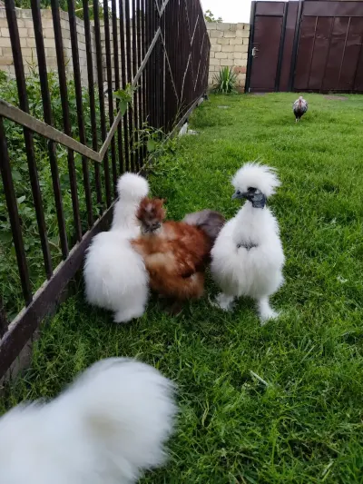 Firəng toyuğu — Heyvanlar, Quşlar, Balıqlar, Sabirabad — şəkil 3